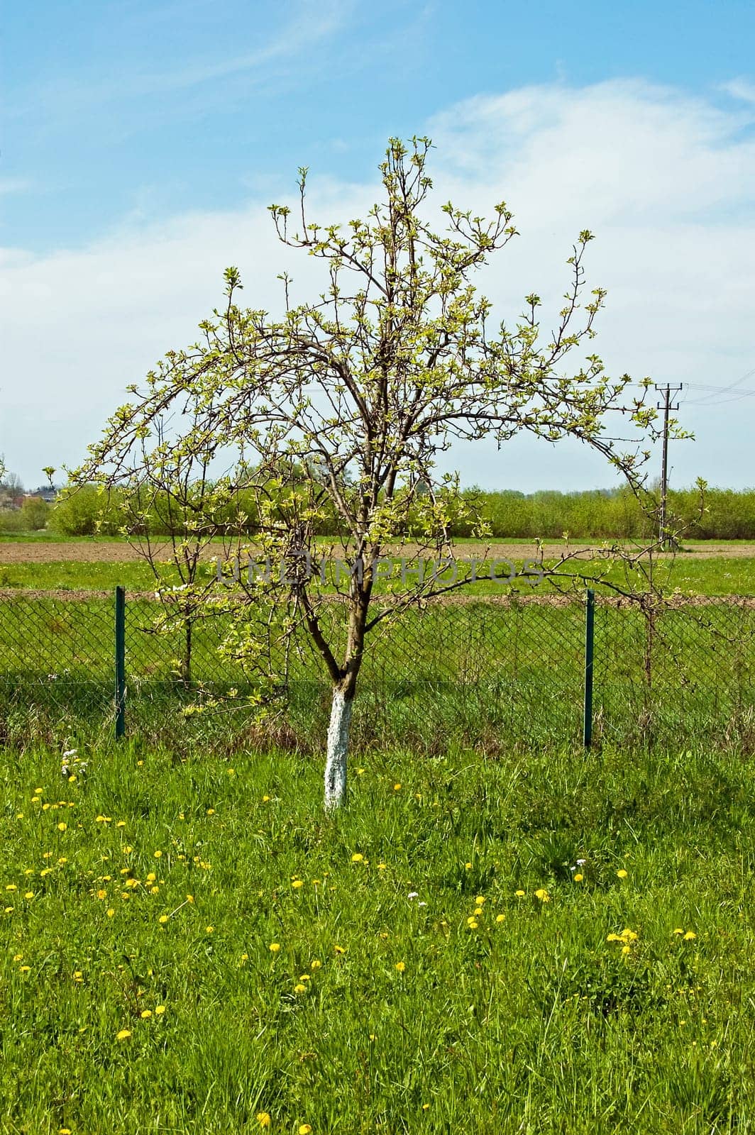 sapling of the apple tree in the garden