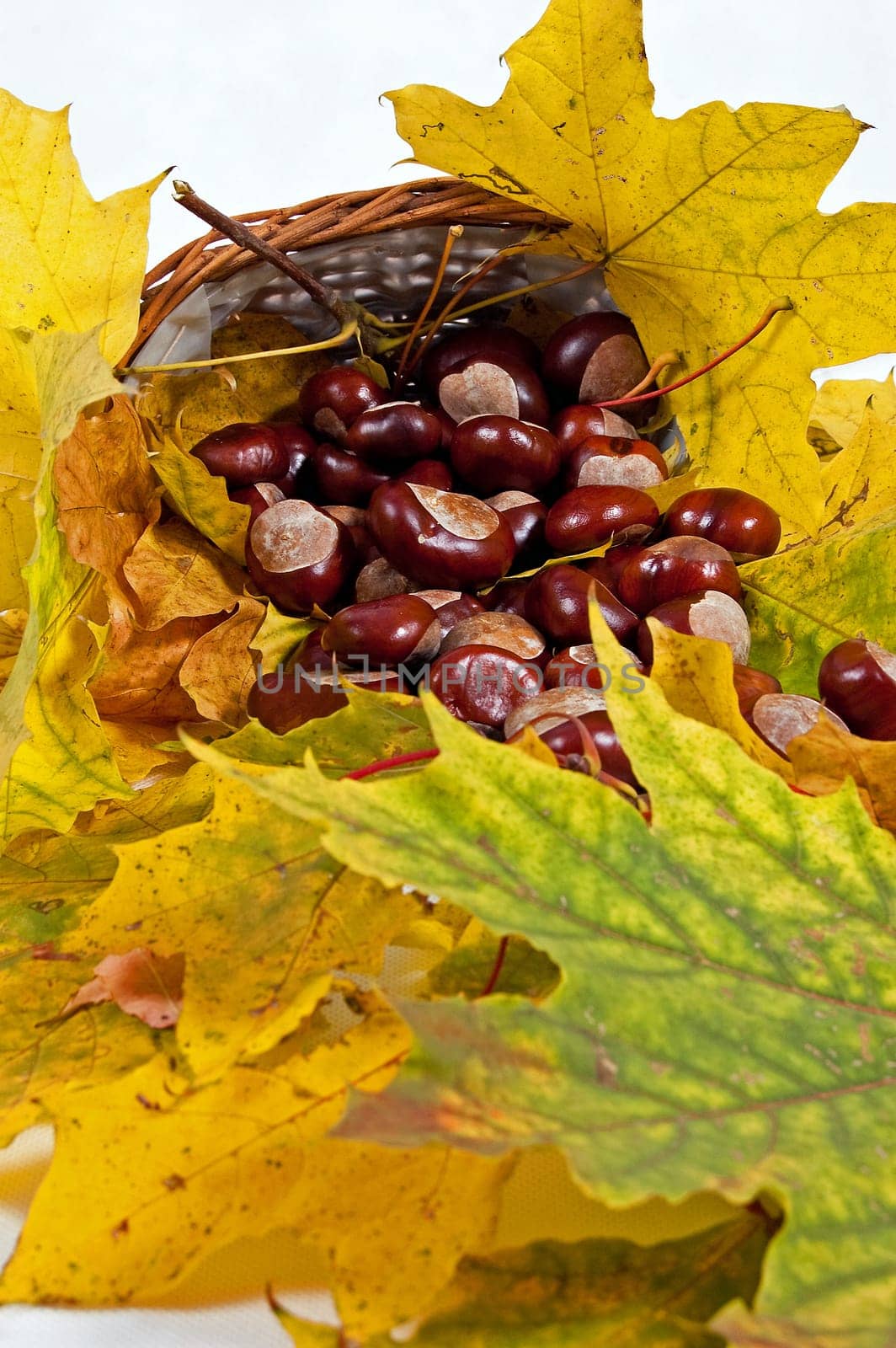 Autumn leaves and chestnuts on the white background
