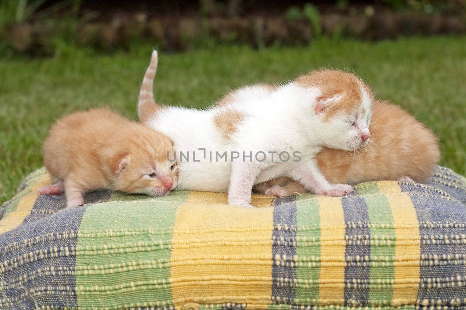Beautiful pets, young cute cats
