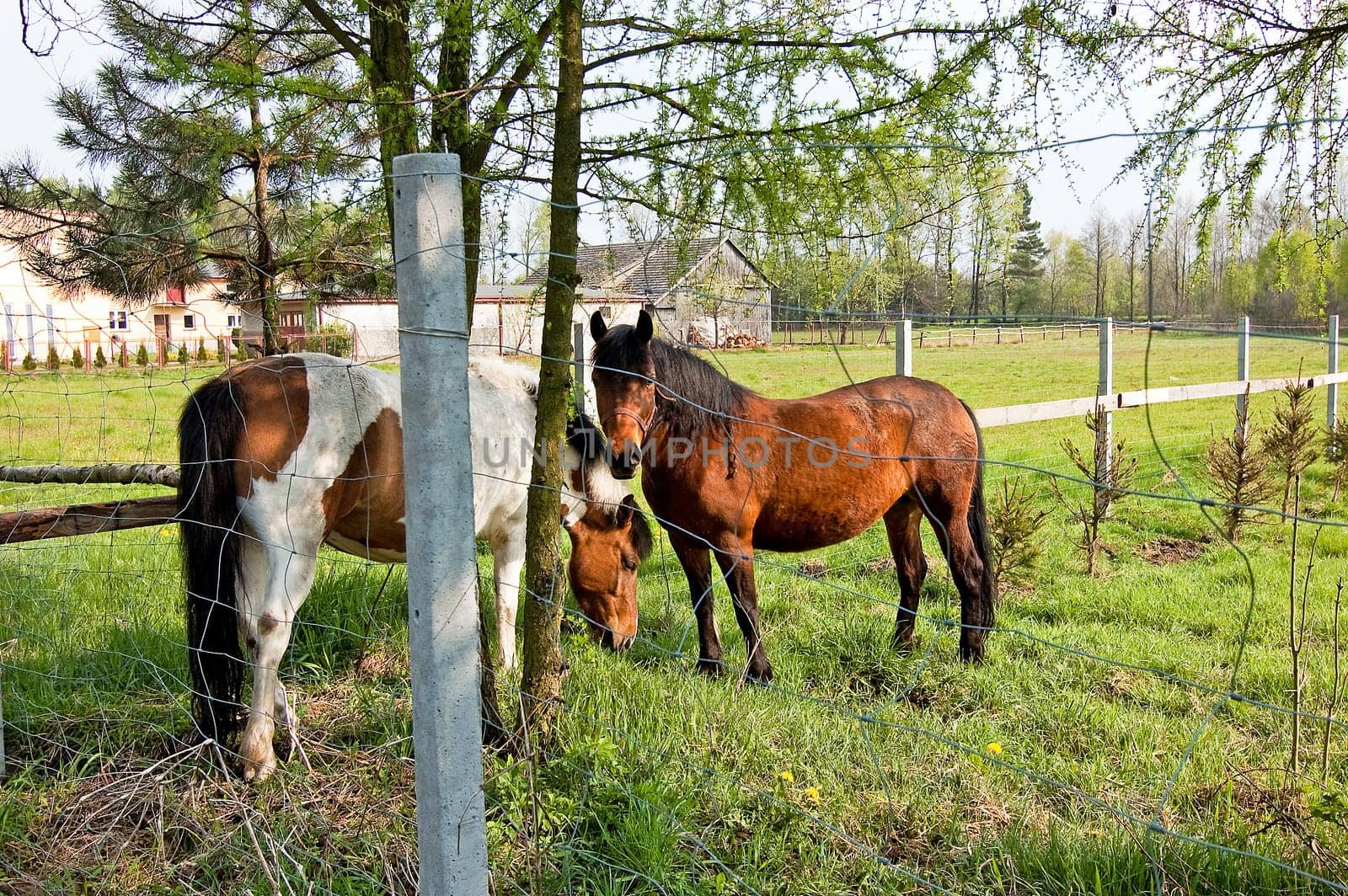 grazing horses with too metal net