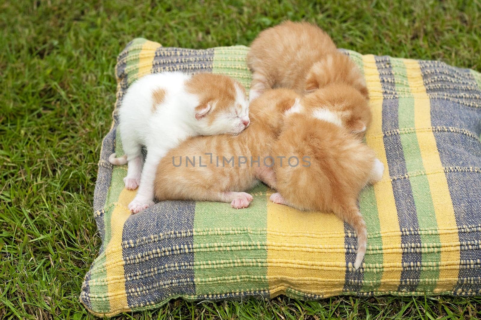 Beautiful pets, young, cute, cats