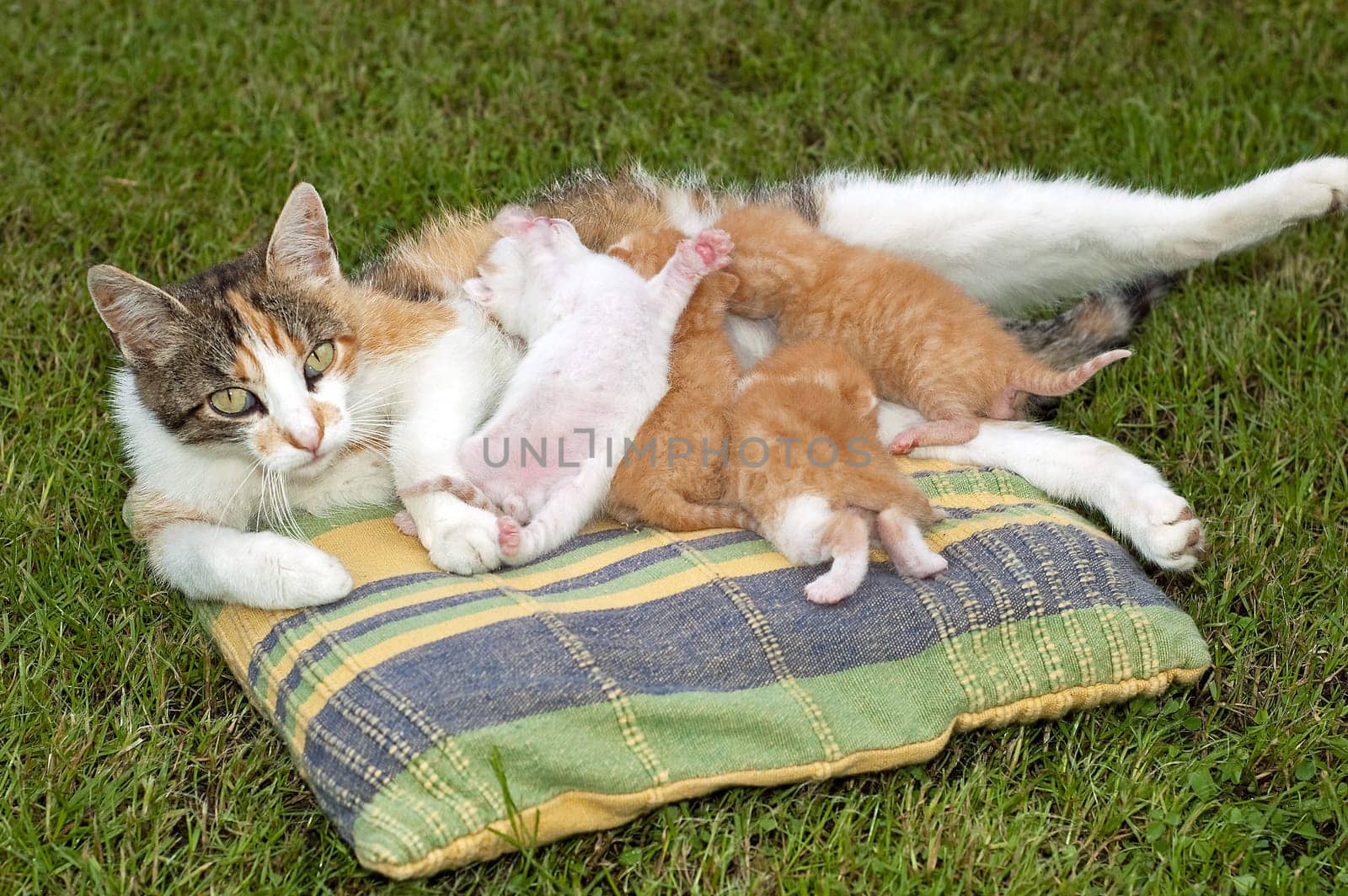 Beautiful pets, young cute cats
