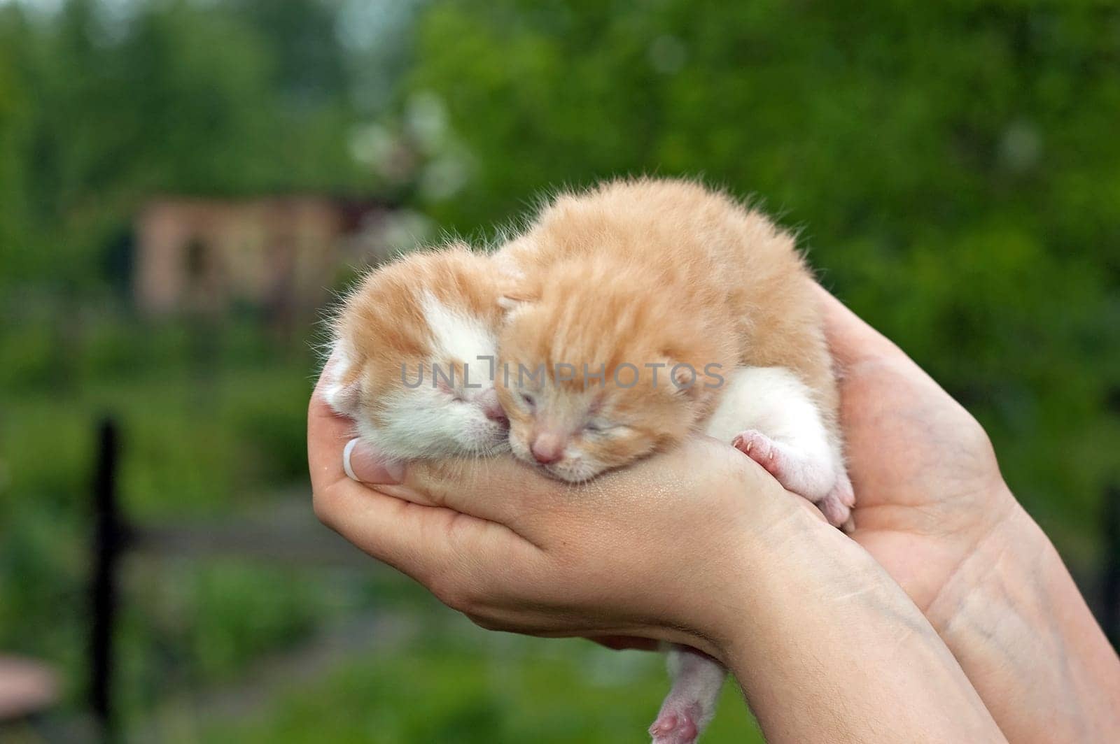 Beautiful pets, young, cute, cats