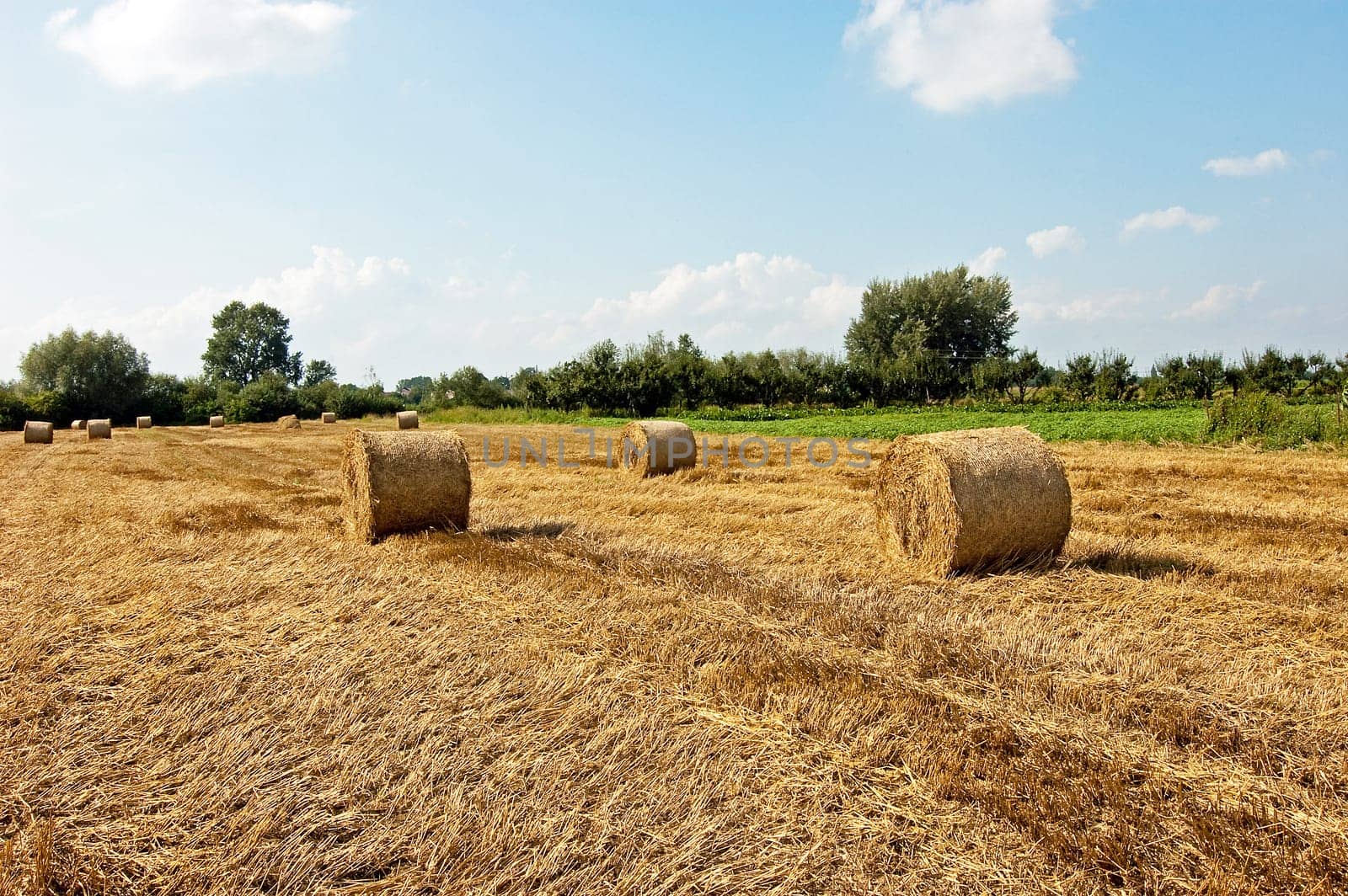 Landscape with blue cloudy sky and hay balls