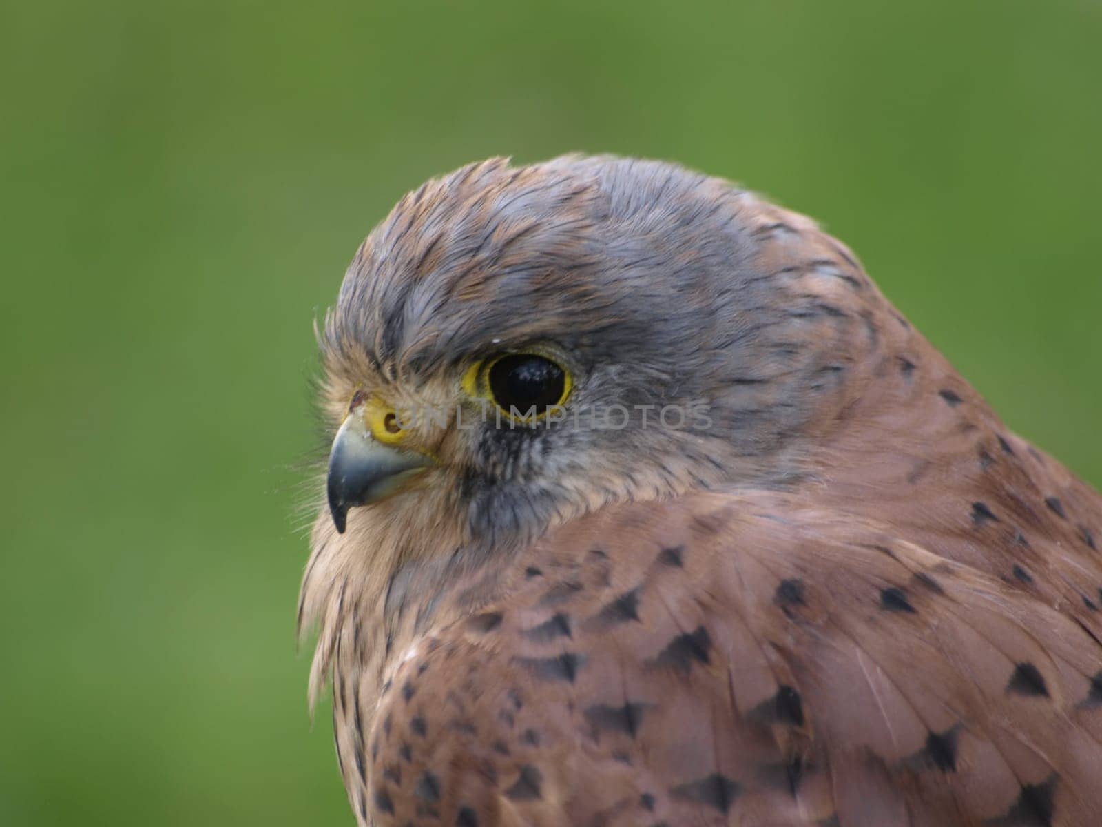 Kestrel