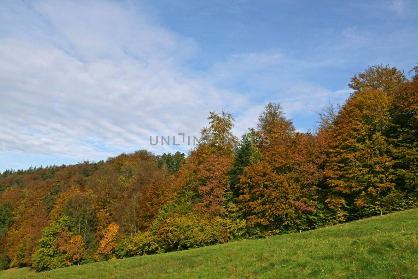 SchwarzWaldRand