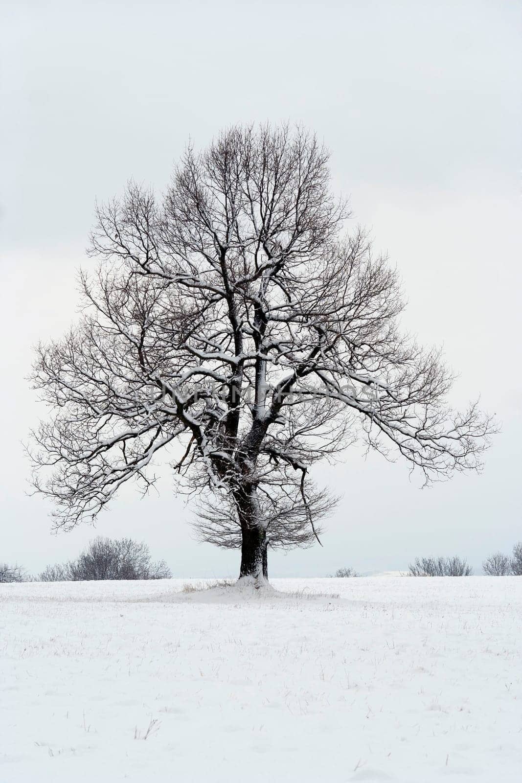Shot of a trees covered in frost
