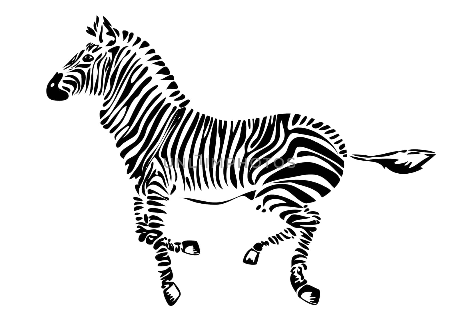 illustration of the zebra - African animal