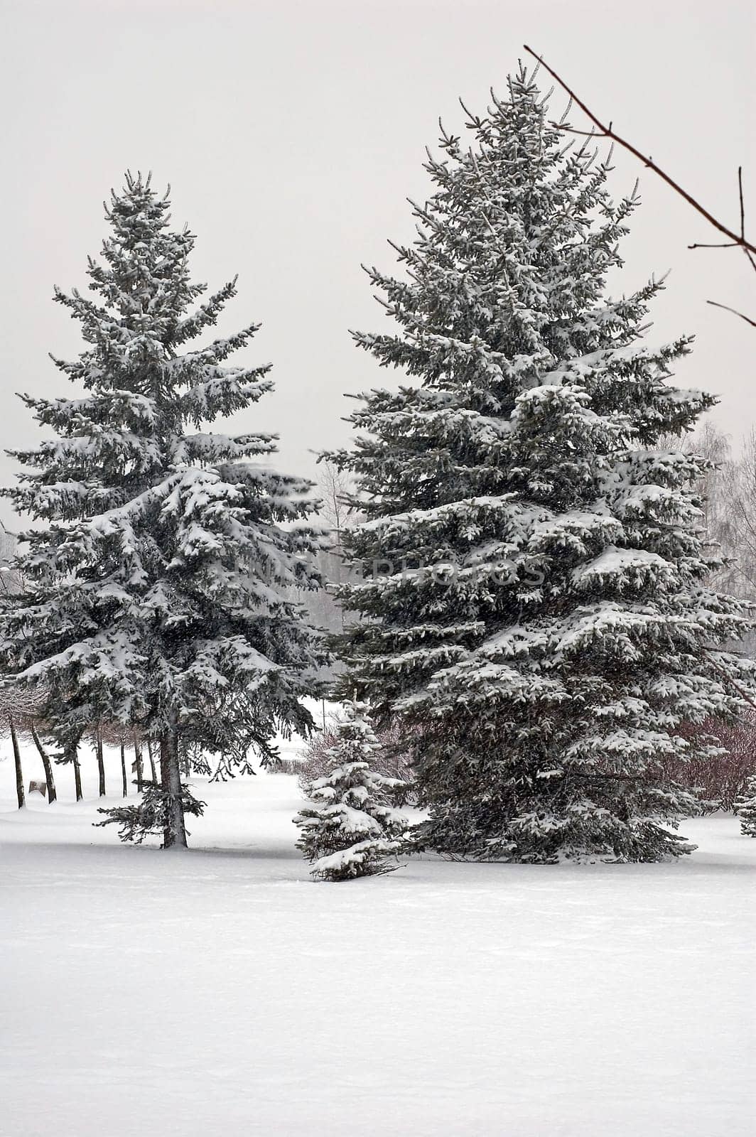 Winter scene of trees and the branch with the snow from the sky