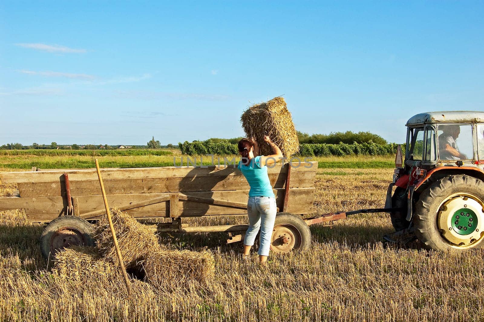 Folding sheaves of hay up to the old cart attached to the old tractor