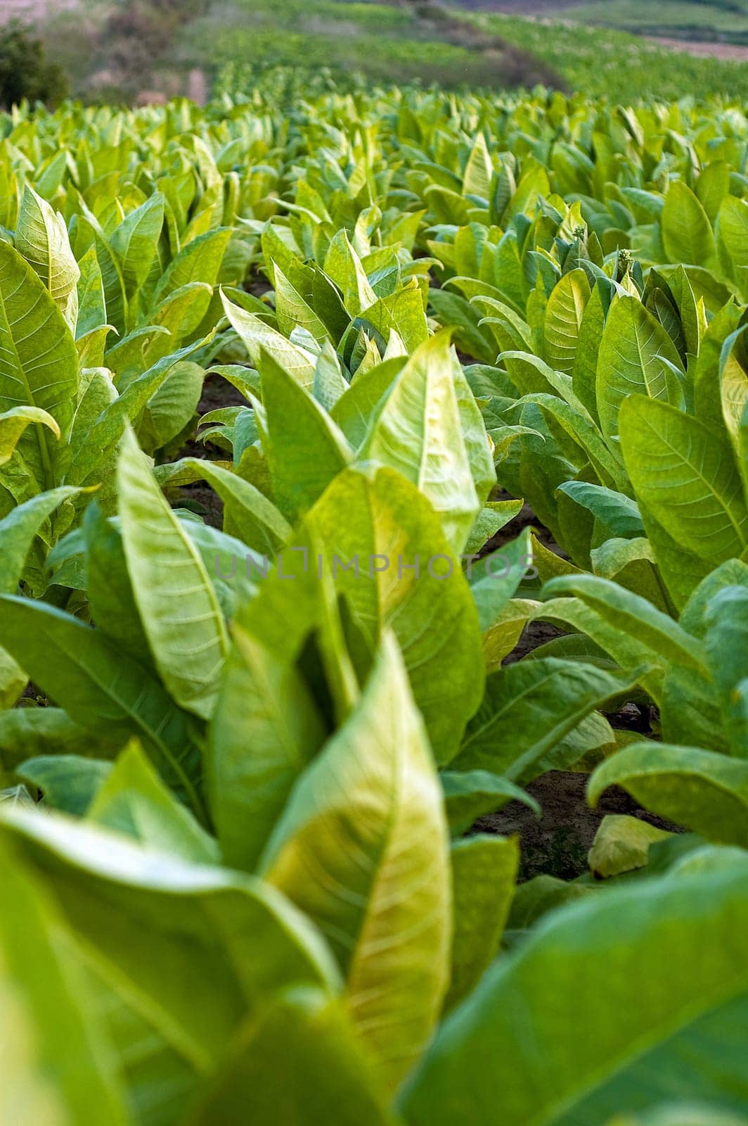 Lines of green tobacco plants on a field