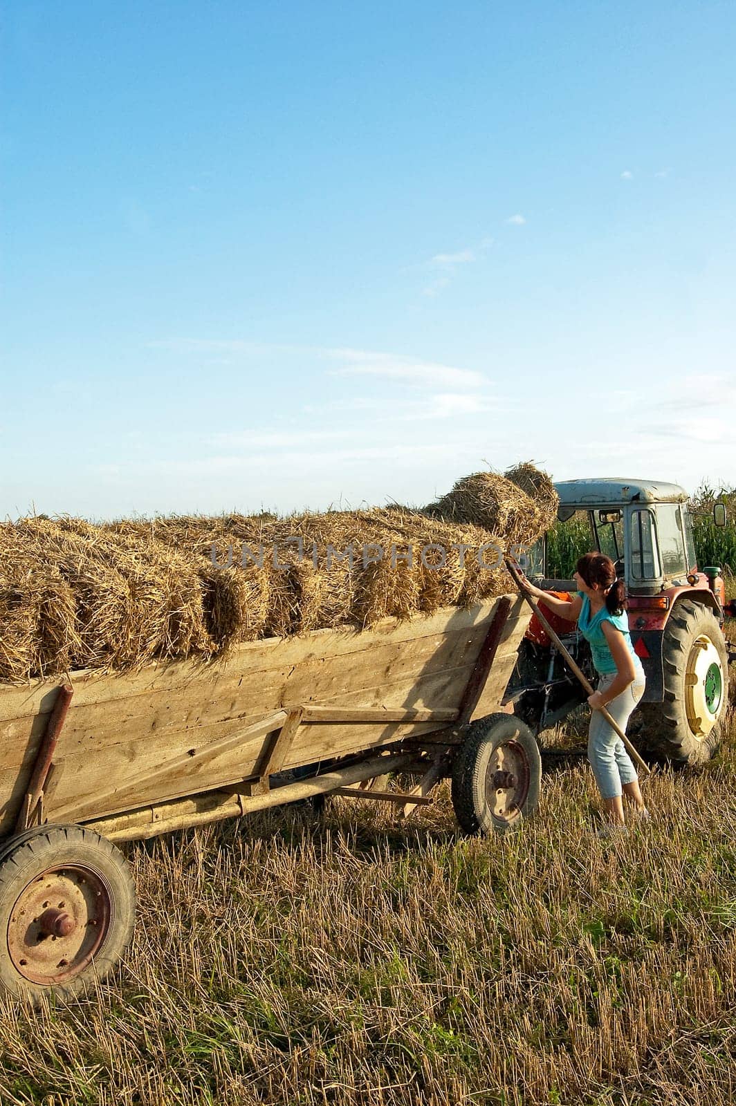 Folding sheaves of hay up to the old cart attached to the old tractor