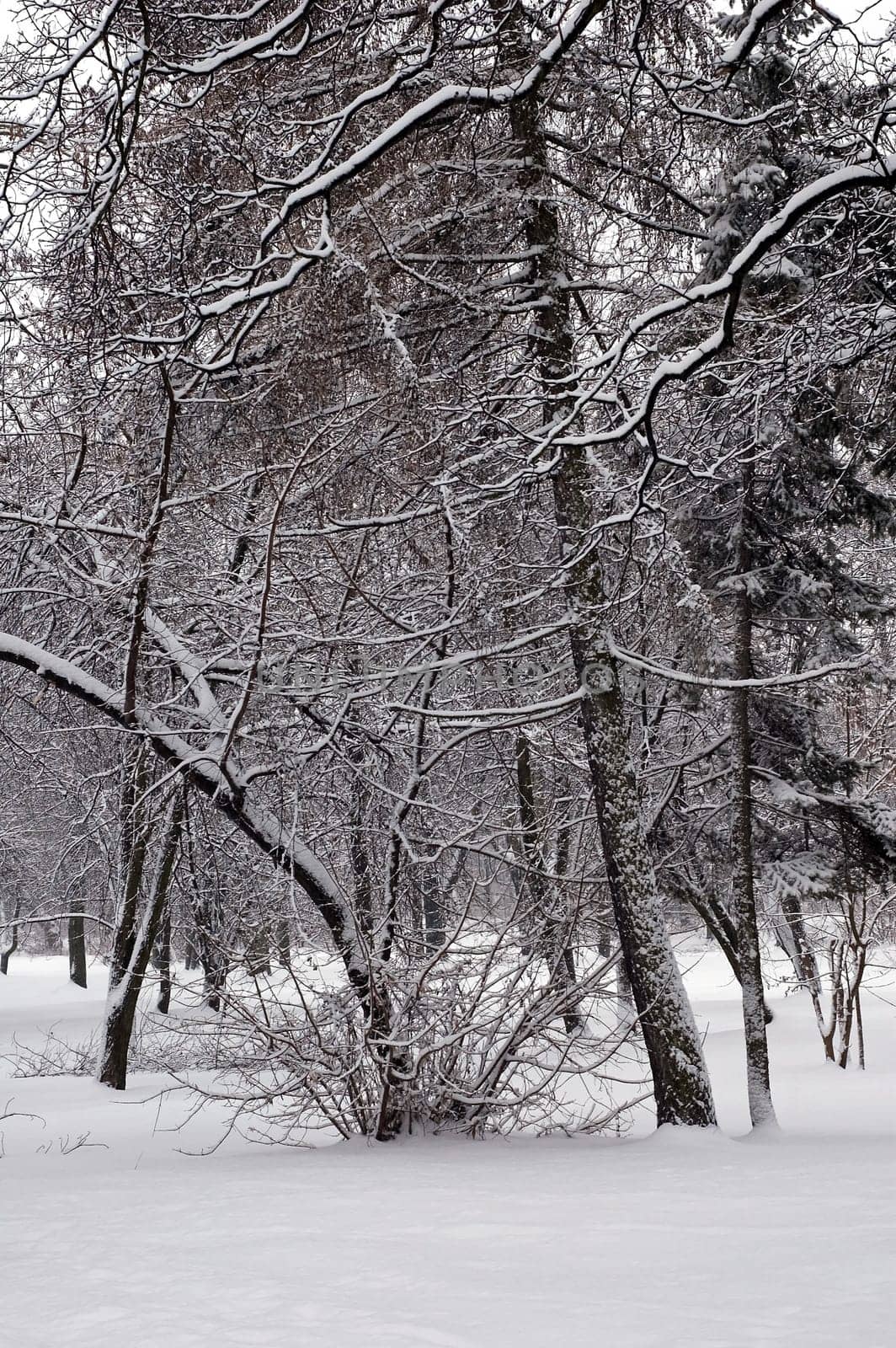 Winter scene of trees and the branch with the snow from the sky