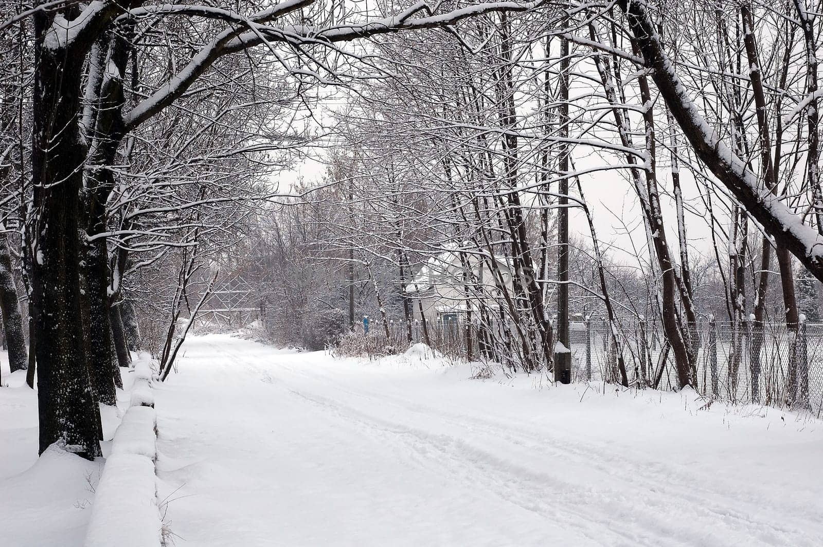 Winter scene of trees and the branch with the snow from the sky