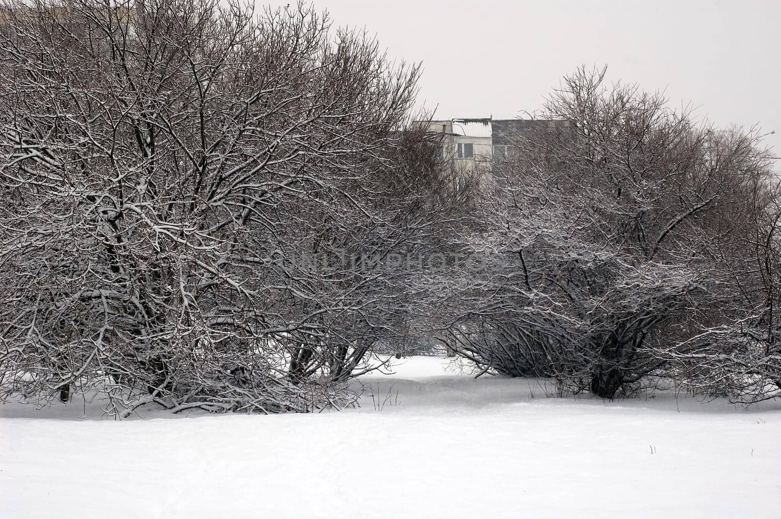Winter scene of trees and the branch with the snow from the sky