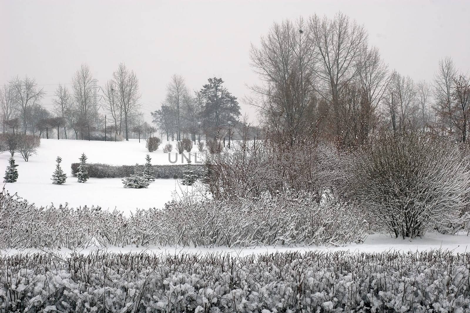 Winter scene of trees and the branch with the snow from the sky