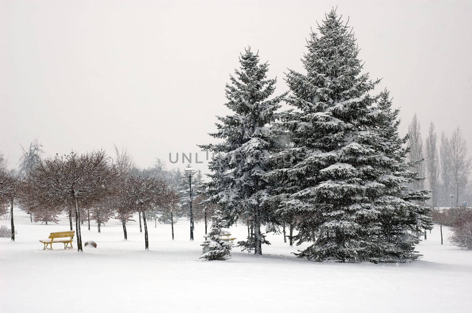 Winter scene of trees and the branch with the snow from the sky