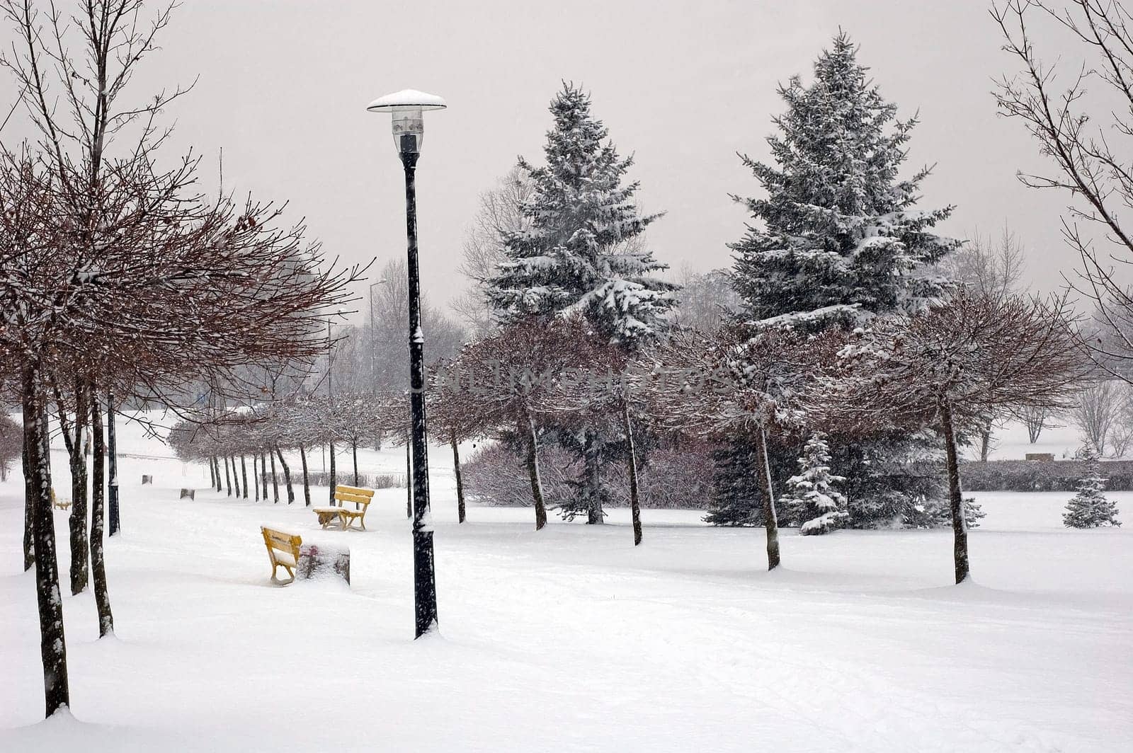 Winter scene of trees and the branch with the snow from the sky