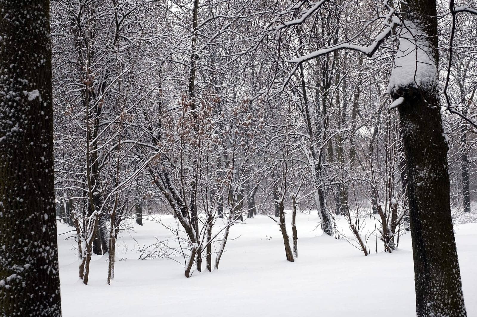 Winter scene of trees and the branch with the snow from the sky
