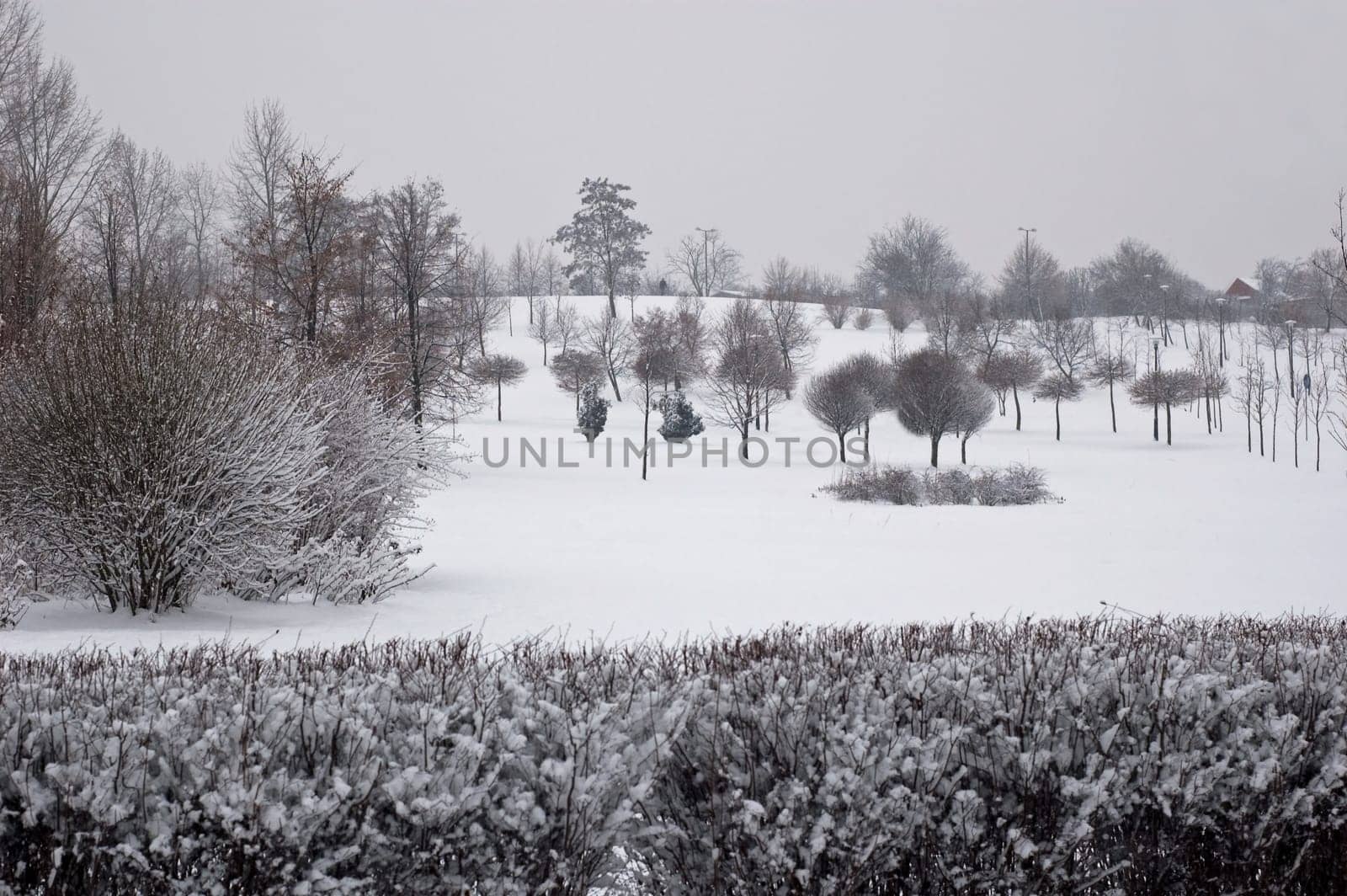 Winter scene of trees and the branch with the snow from the sky