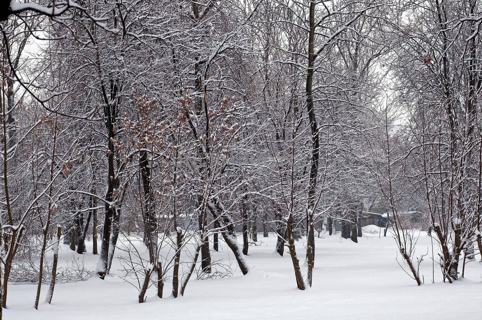 Winter scene of trees and the branch with the snow from the sky