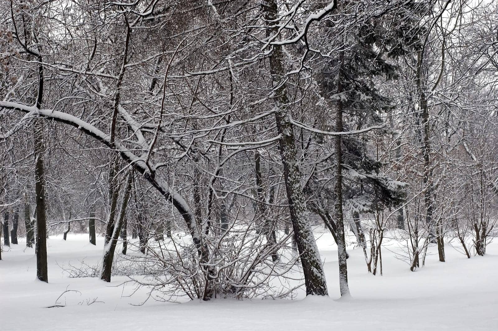 Winter scene of trees and the branch with the snow from the sky