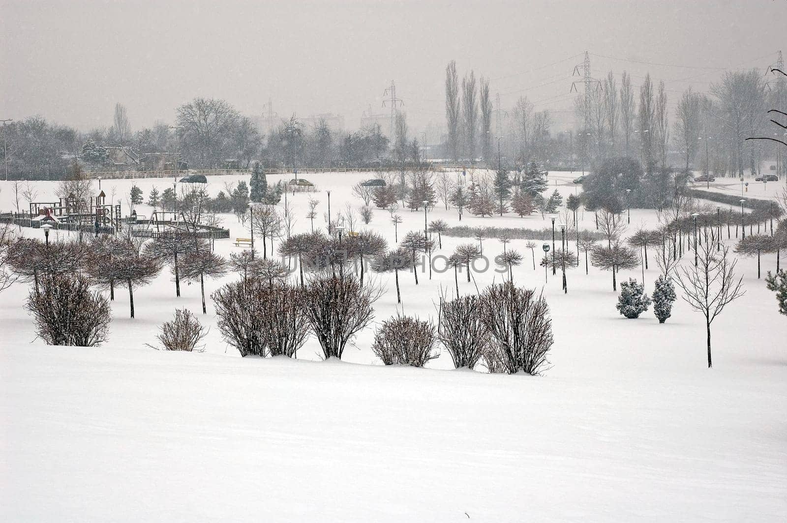 Winter scene of trees and the branch with the snow from the sky