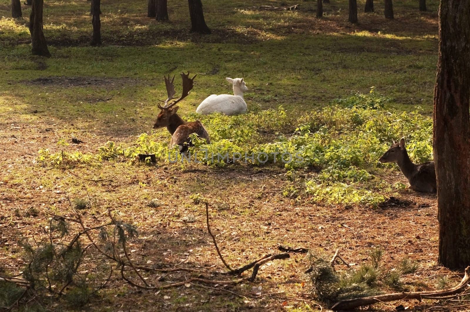 Little roe feeding with grass