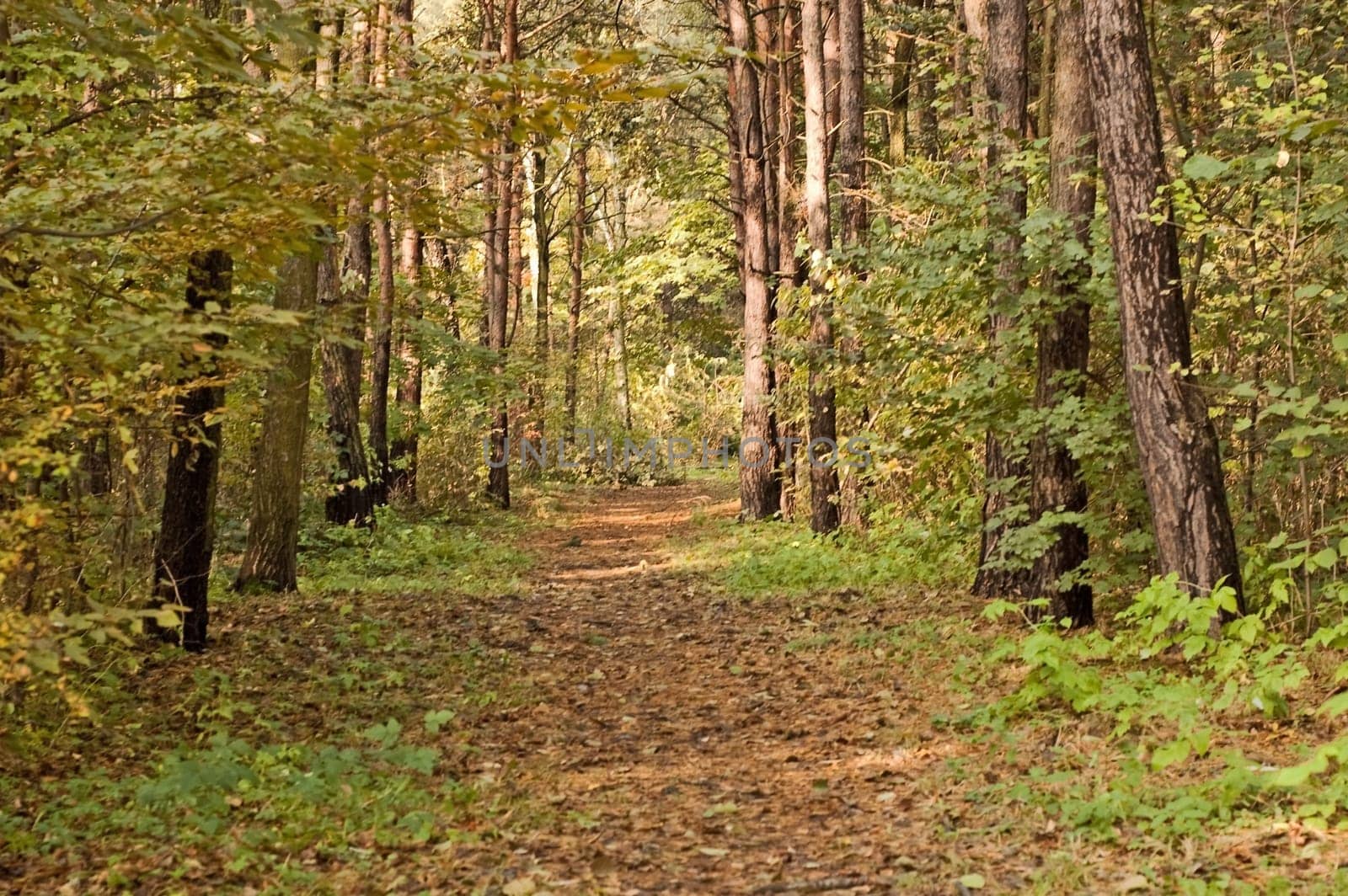 Autumn alley in fall park In Poland