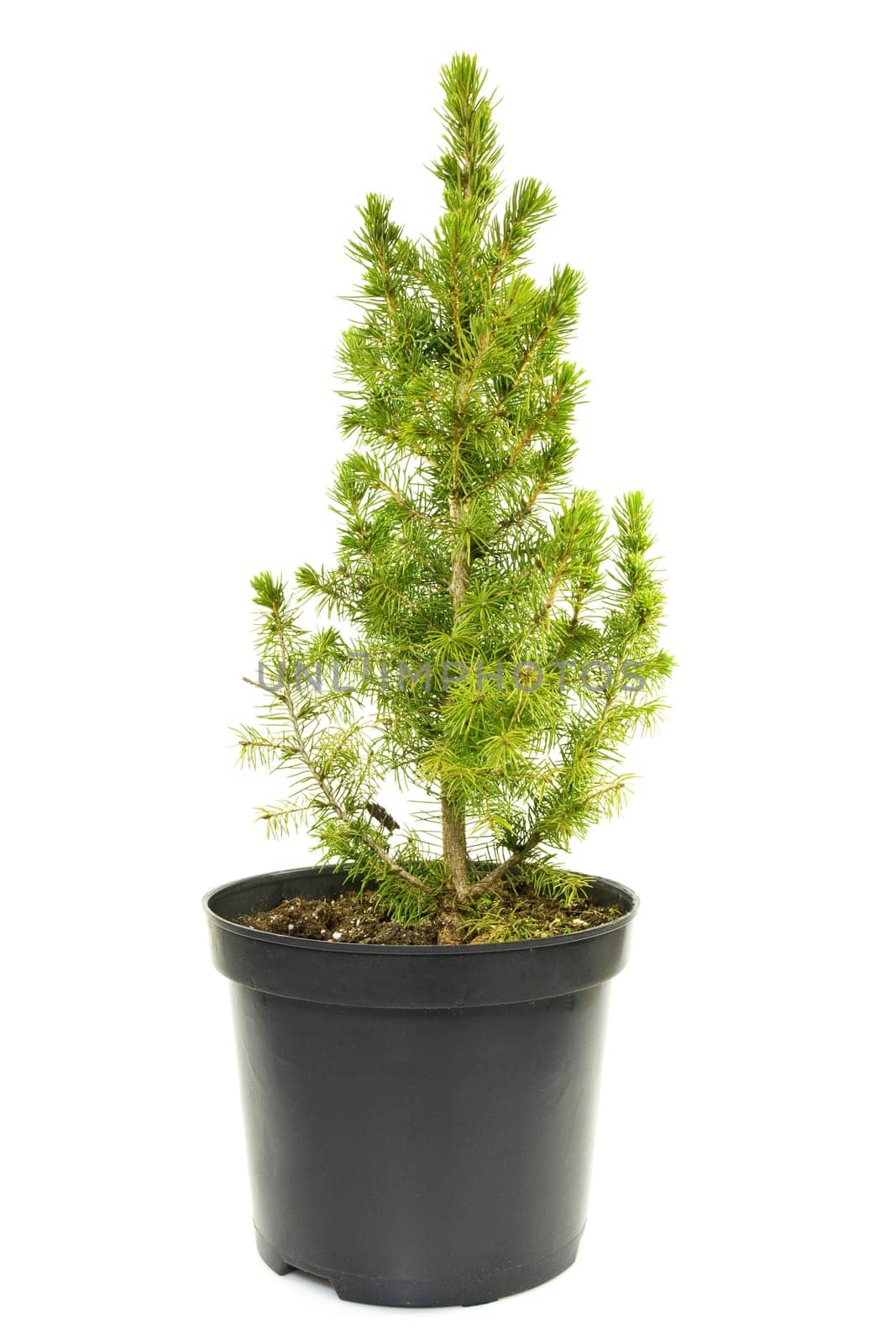green fir tree in a pot  on white background