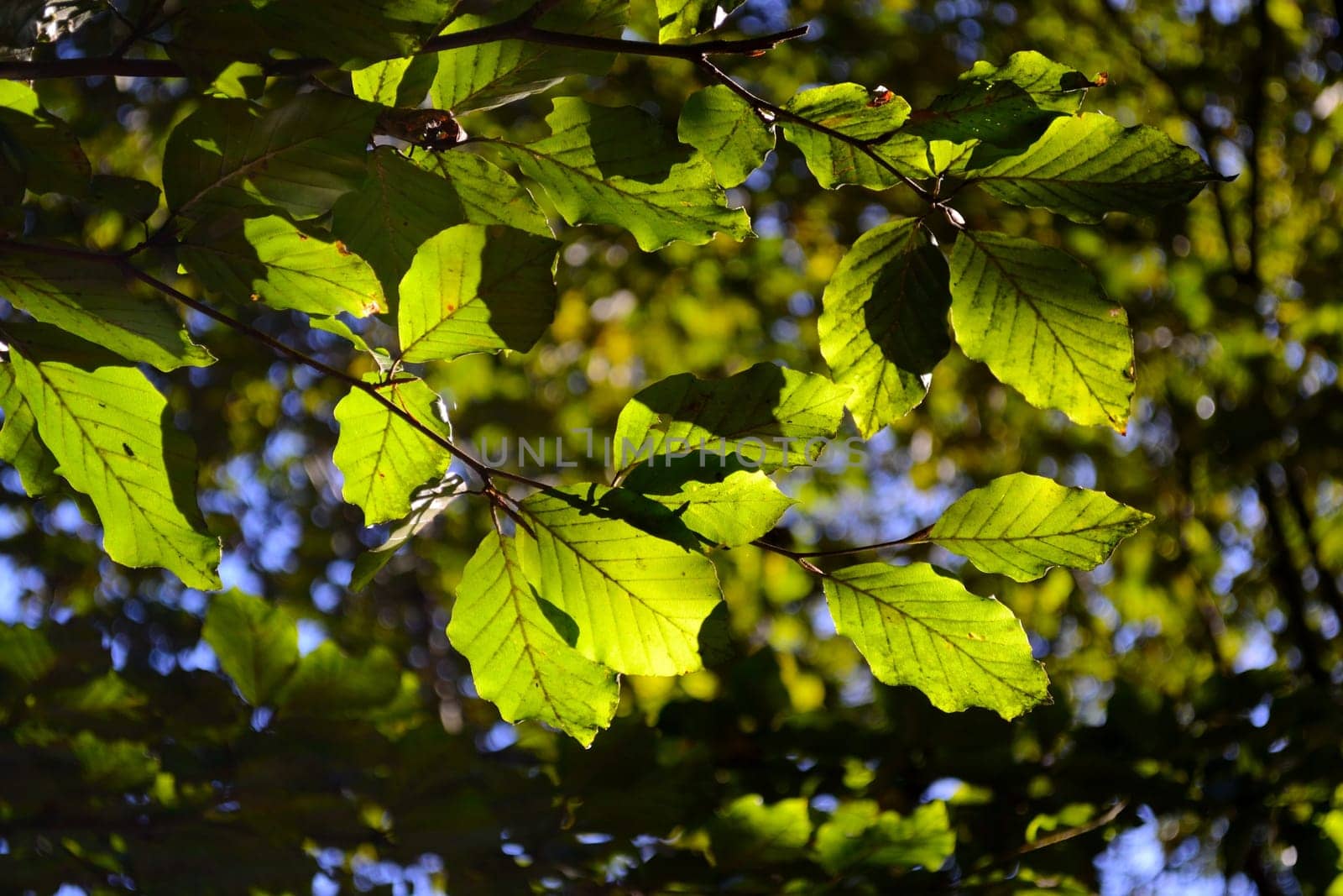 Fagus sylvatica