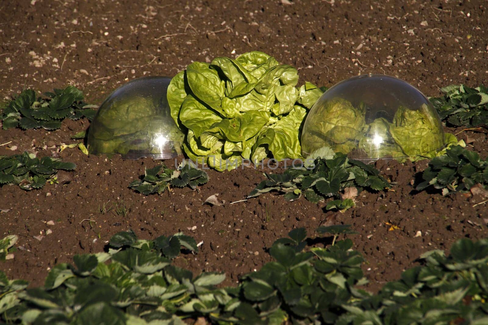 Lettuce heads