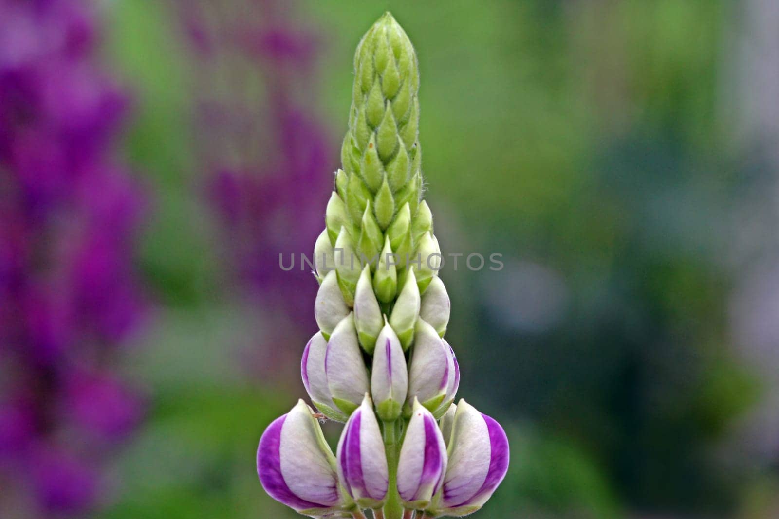 Lupinus