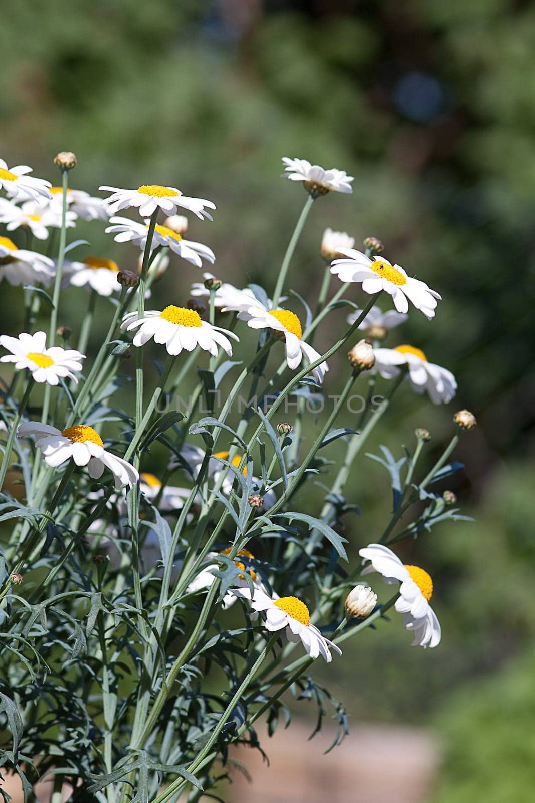 chamomile