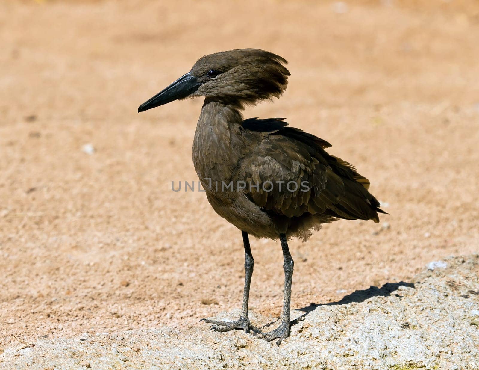 A Hamerkop, scopus umbretta bird standing on a rock seen from the front with feet details