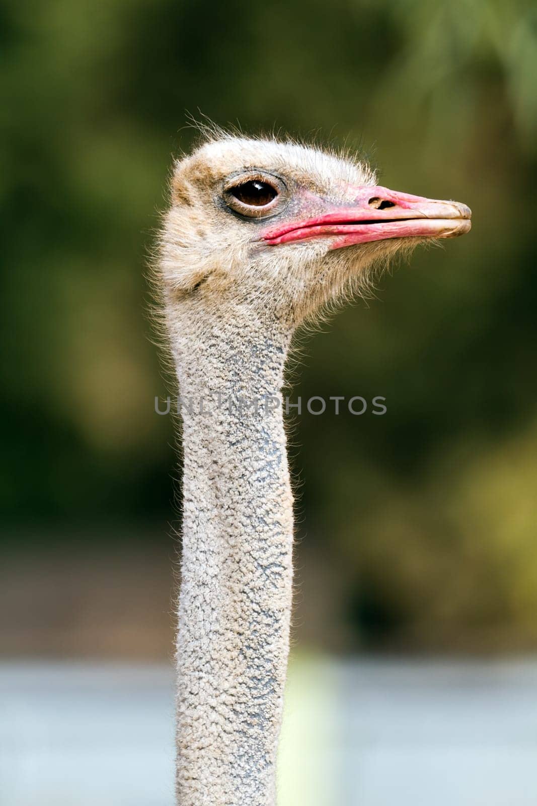 ostrich portrait in the farm, close up, background