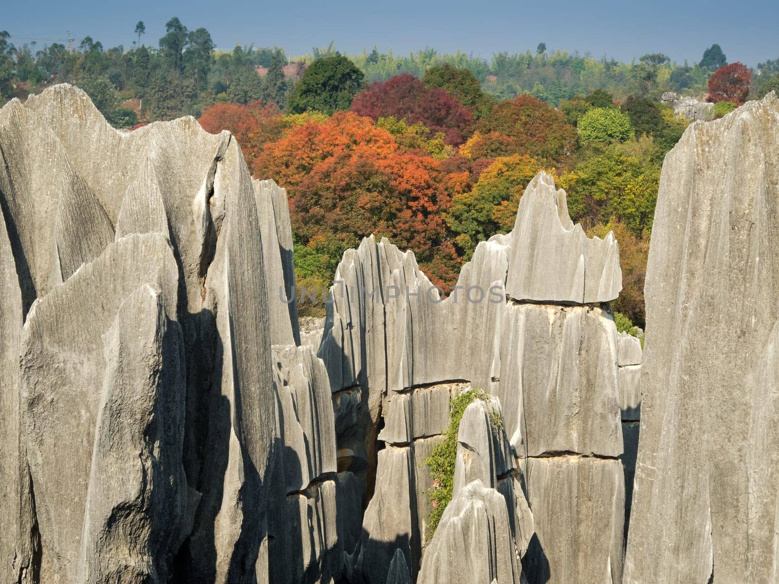 Shilin Stone Forest,Kunming,popular tourist destination in Yunnan Province,China