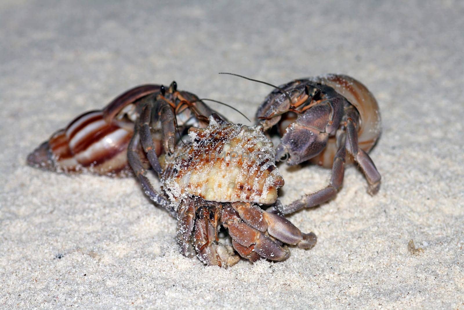 3 quarreling hermit crabs