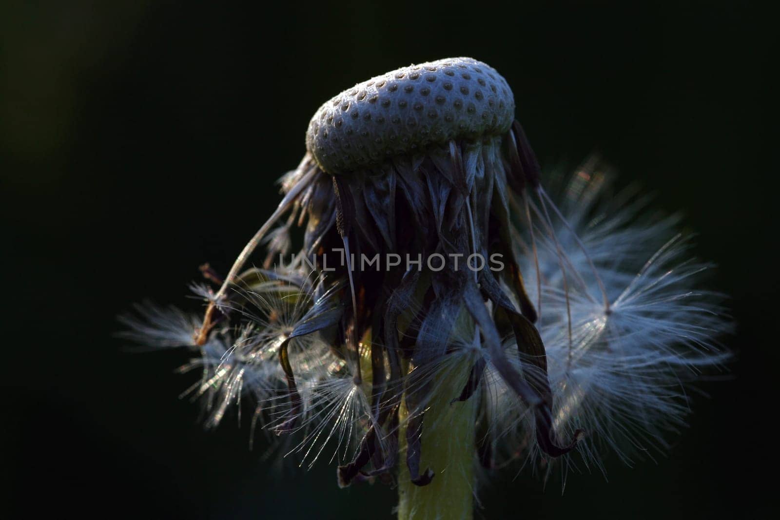 The little beauties of spring