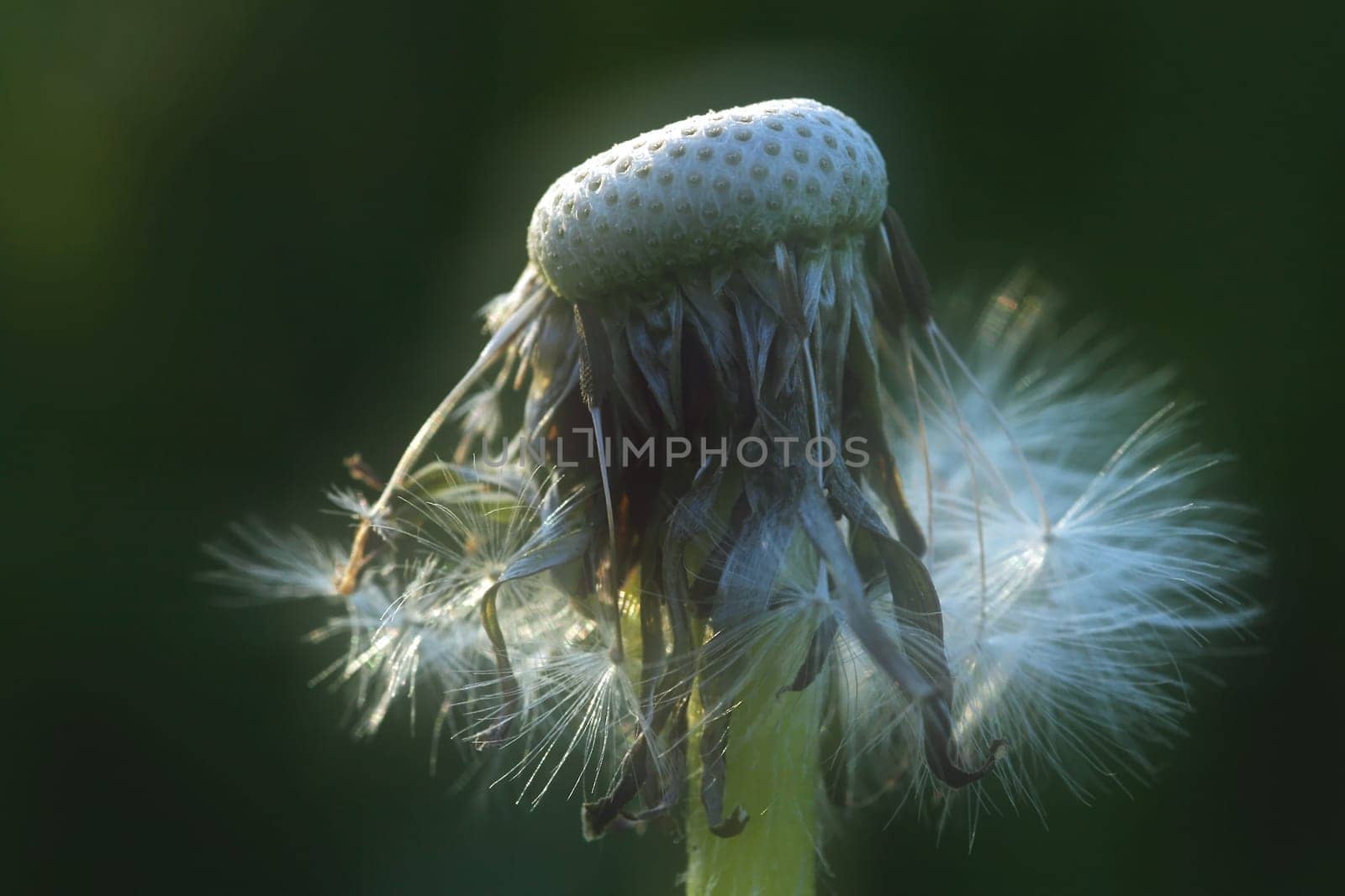 Gentle spring dreams