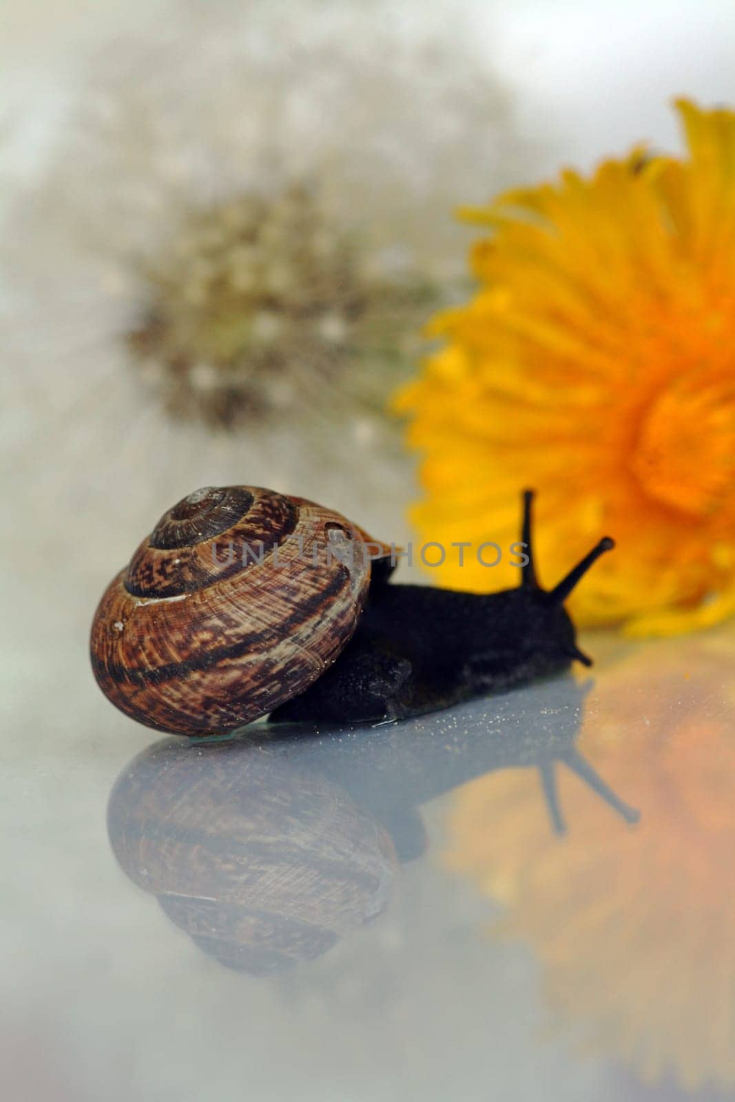 A snail's dream