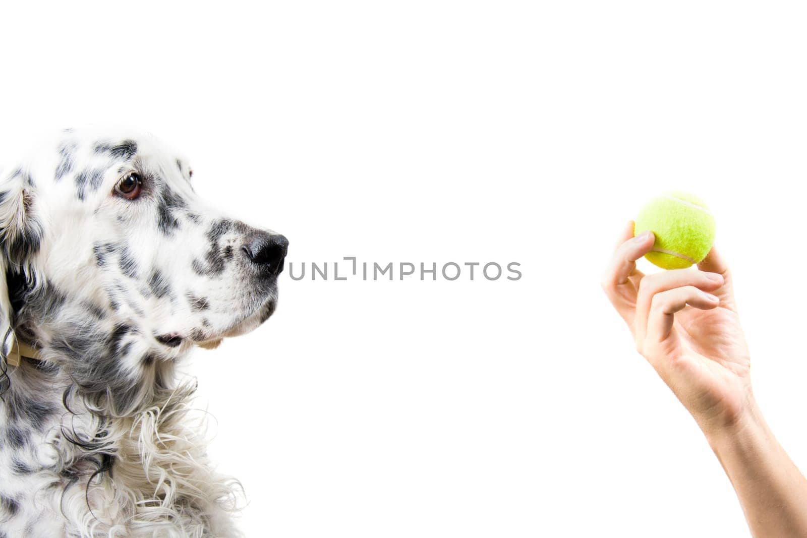 An English Setter and his owner play with a tennis ball