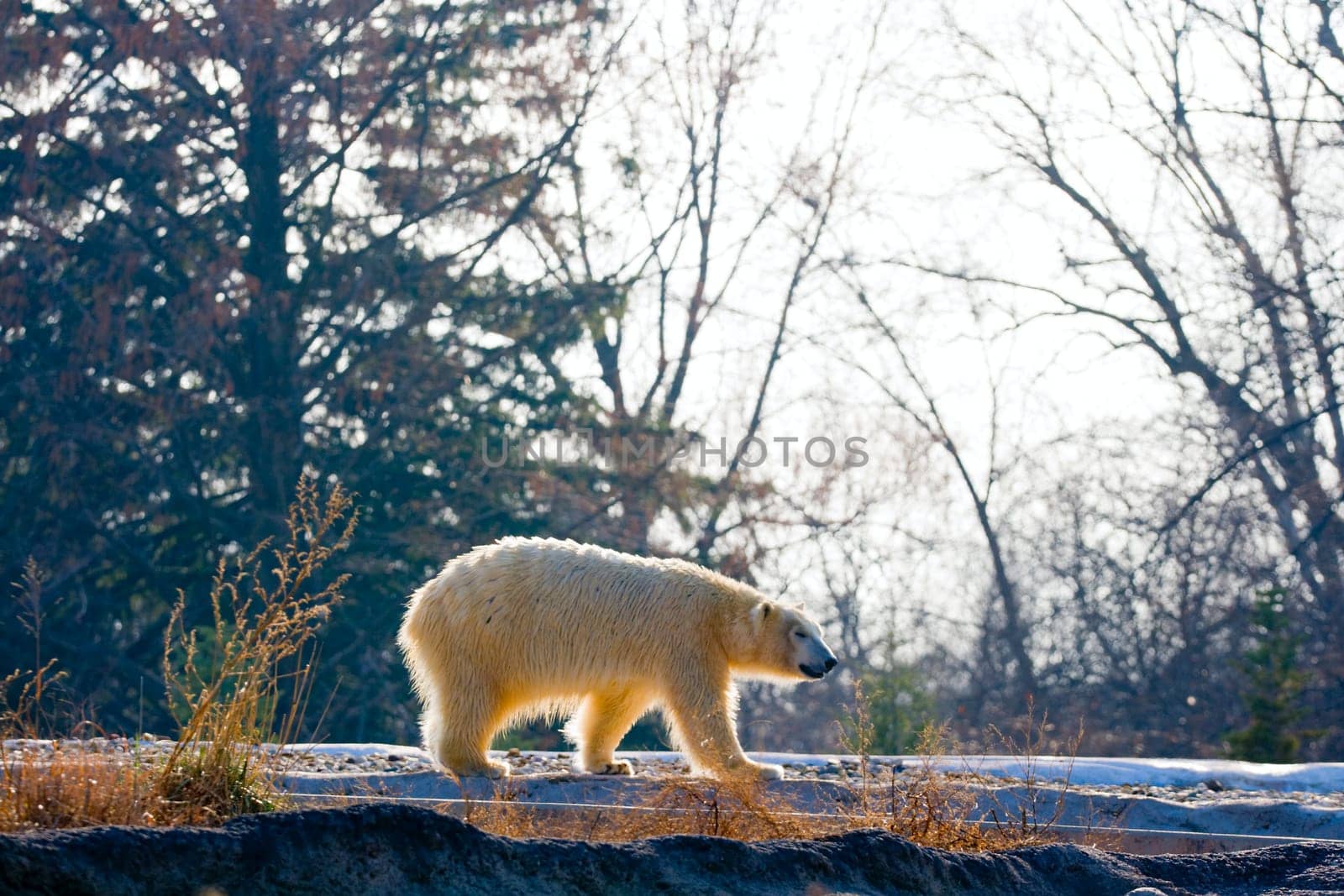Polar bear pacing in his close-to-natural habitat in Detroit Zoo. This bear is blind and would not survive in the wild.