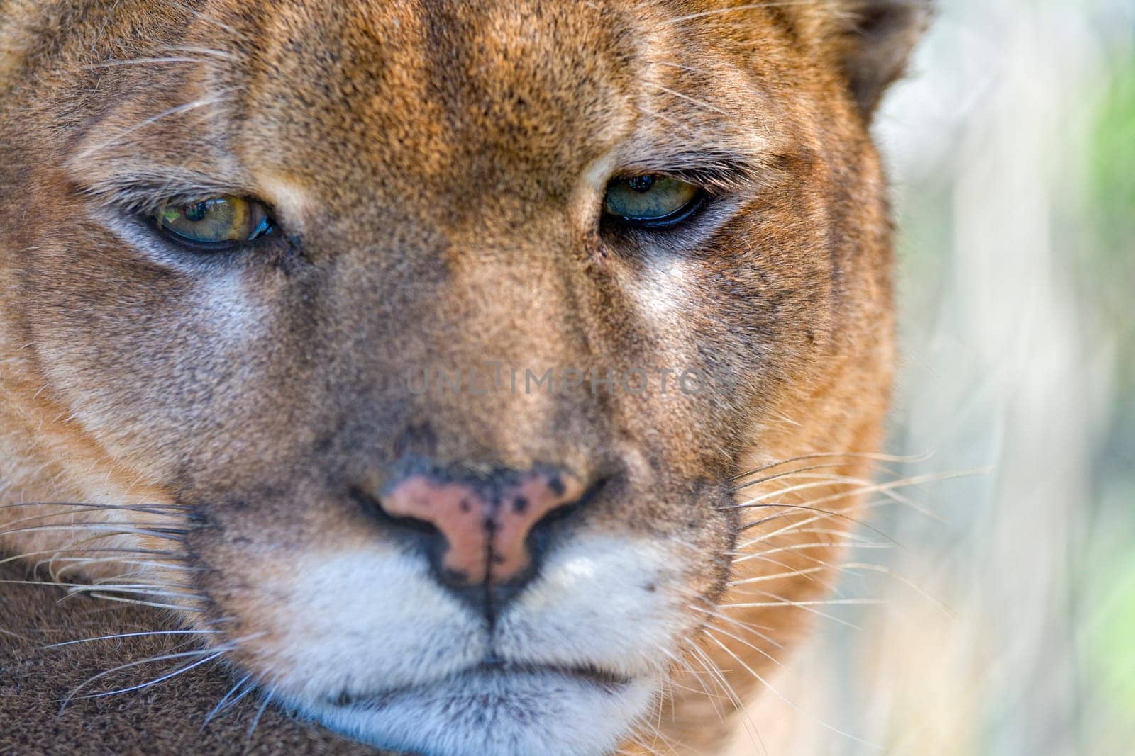 Portrait of a cougar at feline rescue center in Indiana