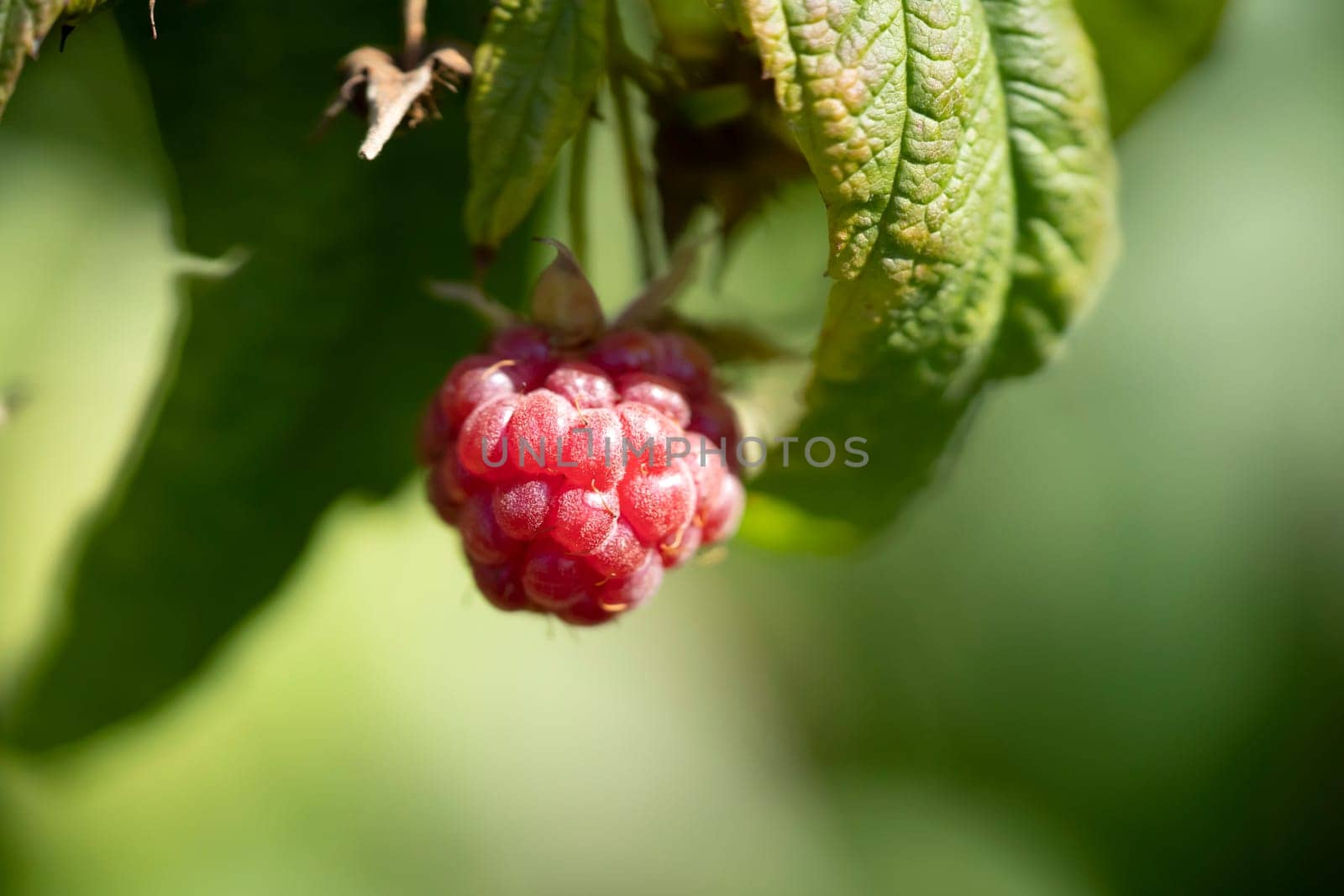 Juicy raspberries growing in the garden in macro against a background of blurred greenery, red wild berries close-up.