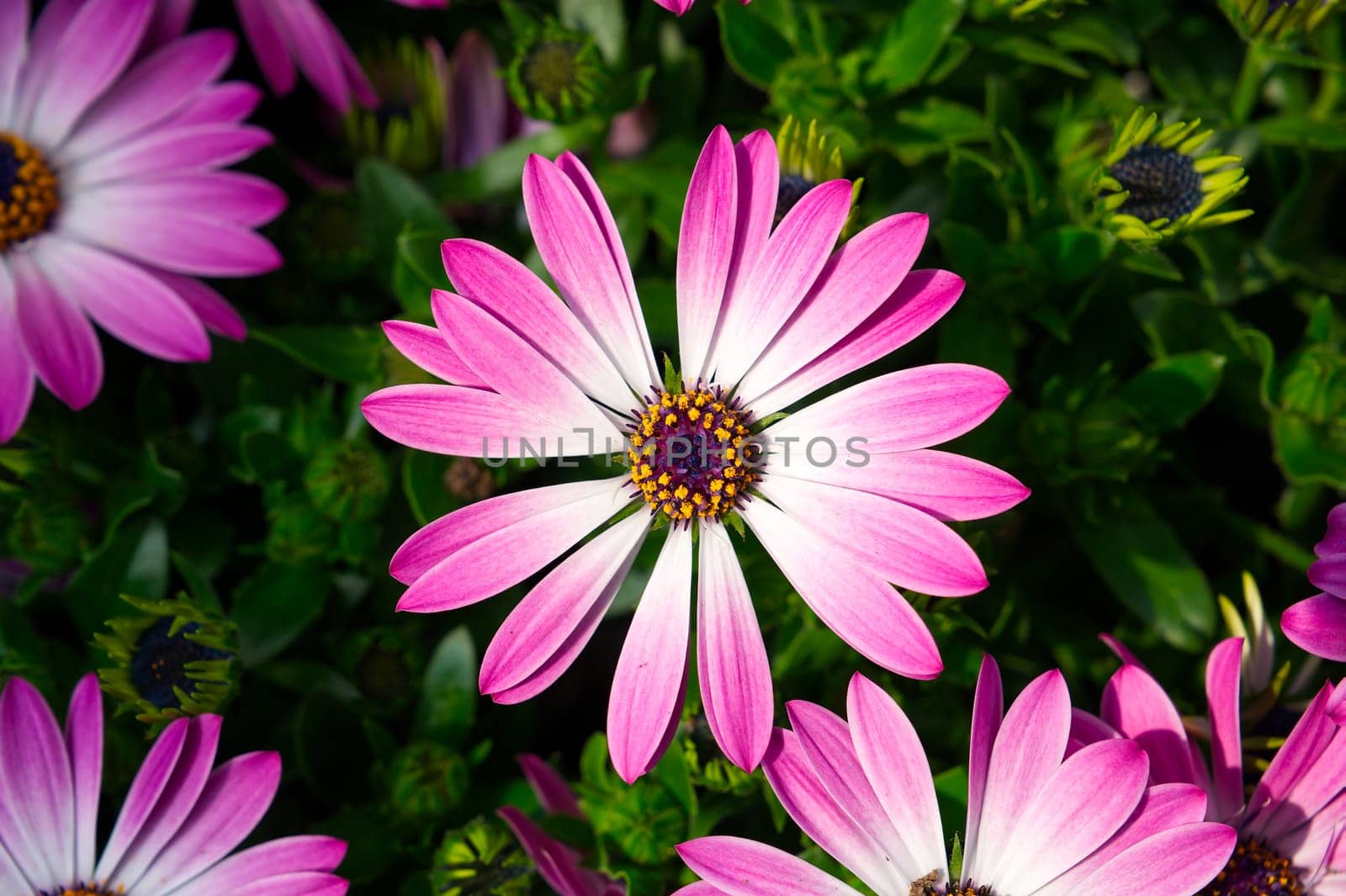 Cape marguerites pink white blossom flowers in spring. African daisies by PhotoTime