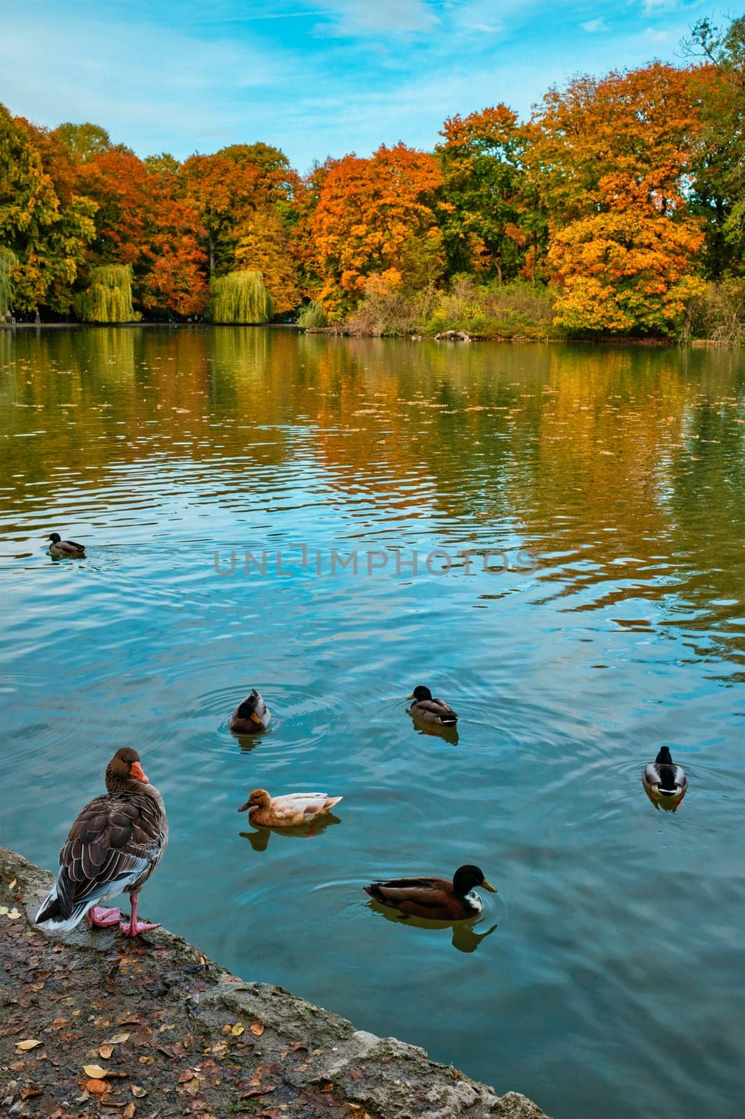 Ducks in a lake in Munich English garden Englischer garten park. Autumn colours on trees and leaves reflecting in water. Munchen, Bavaria, Germany