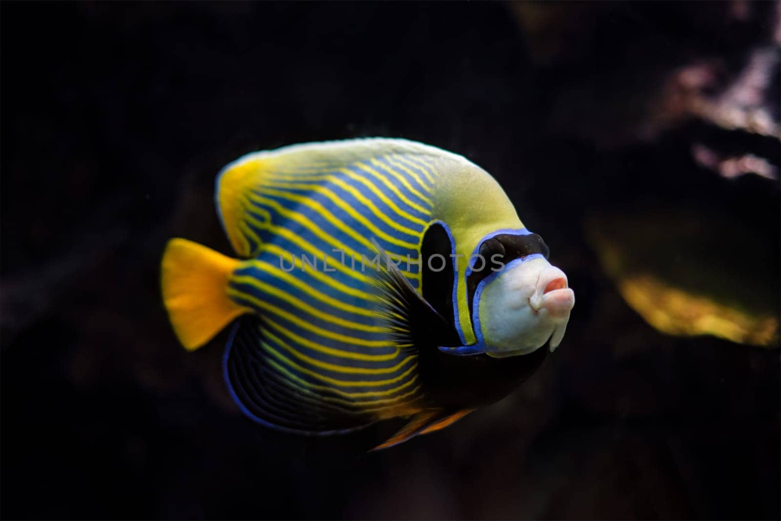 Emperor angelfish Pomacanthus imperator fish underwater in sea with corals in background