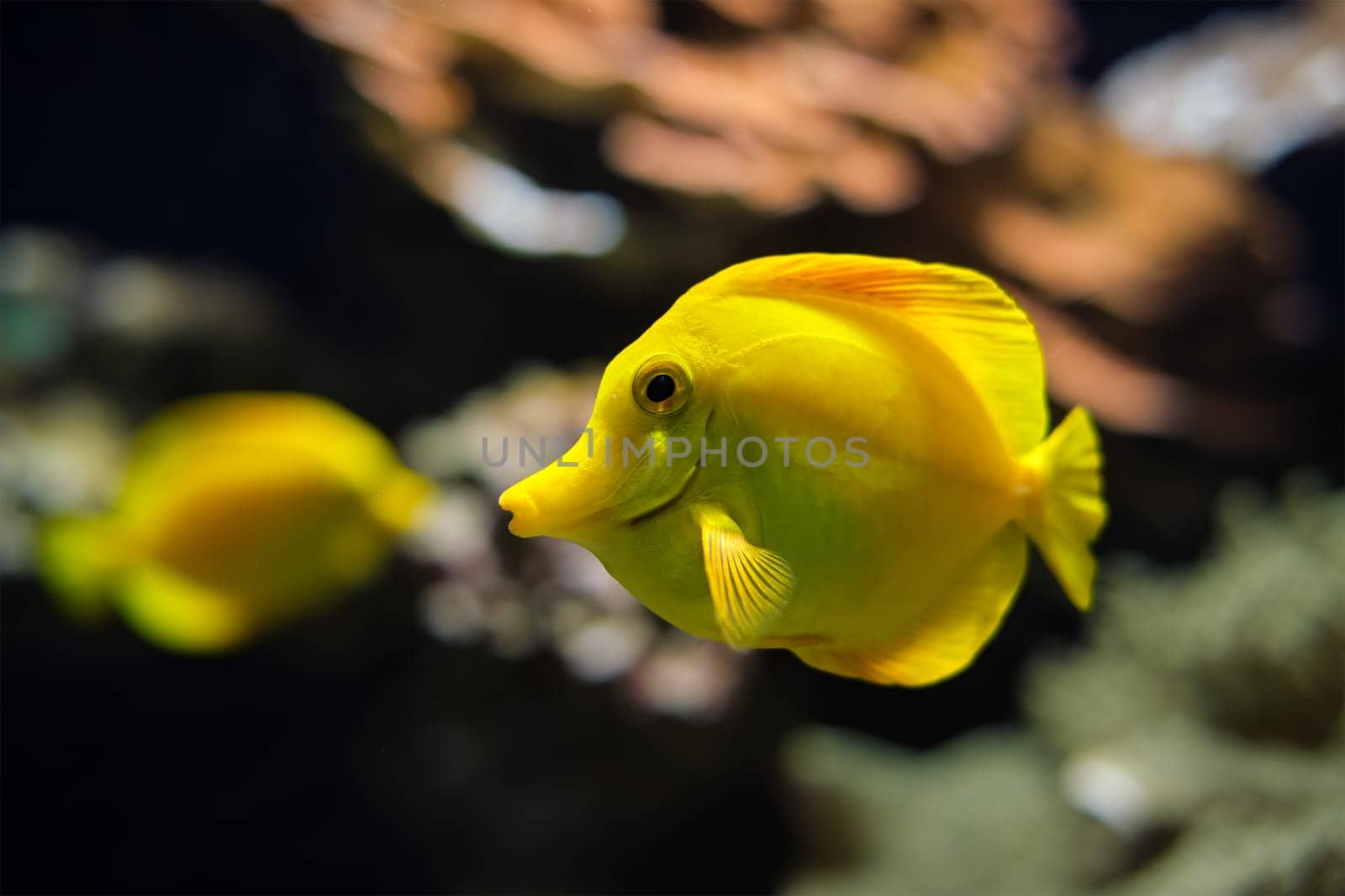 Yellow tang Zebrasoma flavescens fish underwater in sea by dimol