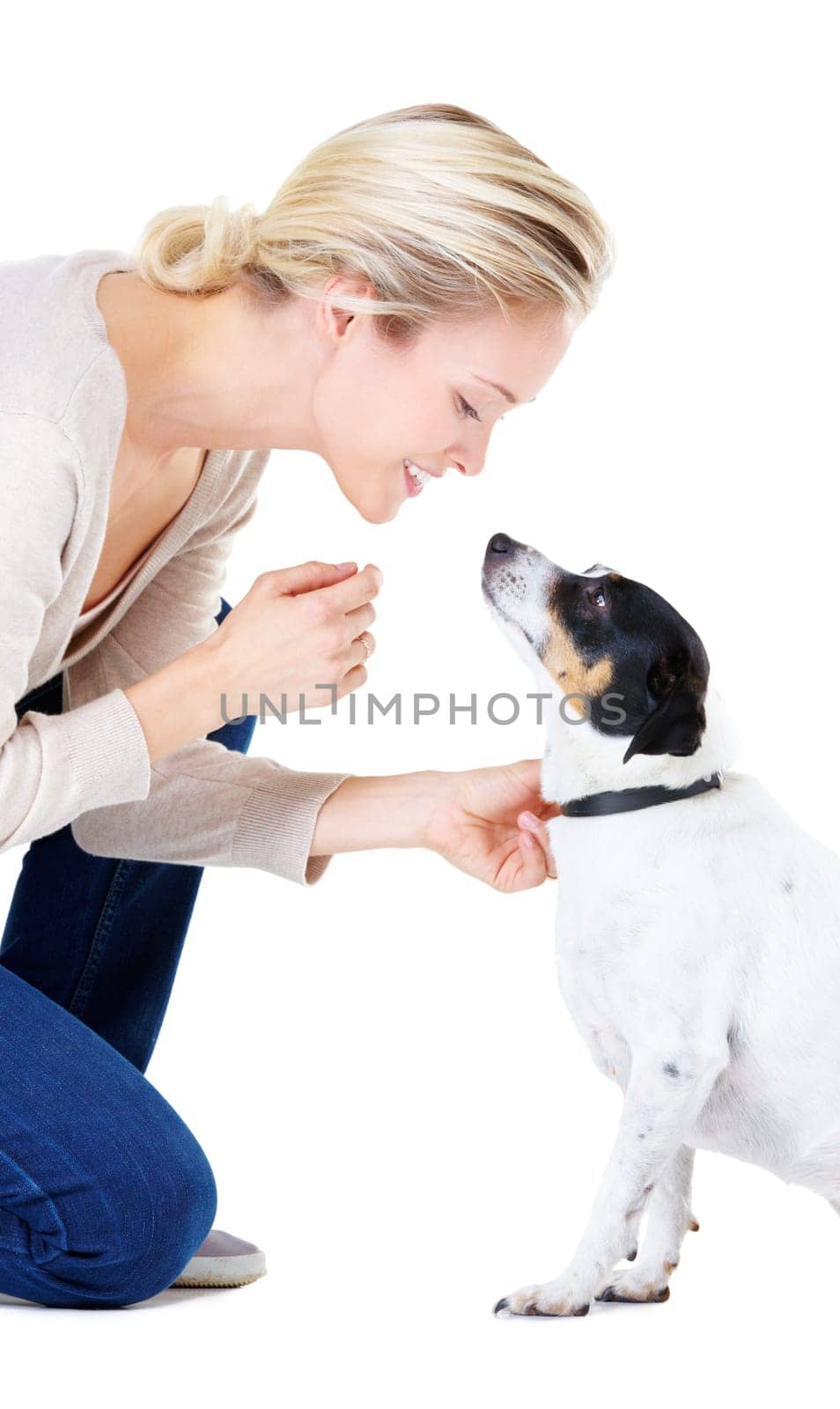 Woman, teaching and studio with jack russell dog for silence, learning and care by white background. Girl, animal or pet puppy with command, training and loyalty on floor for domestic education by YuriArcurs